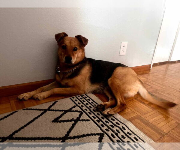 Medium Photo #7 German Shepherd Dog-Unknown Mix Puppy For Sale in Escondido, CA, USA