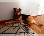 Small #6 German Shepherd Dog Mix