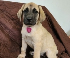 Mastador Puppy for Sale in BROOKSVILLE, Florida USA