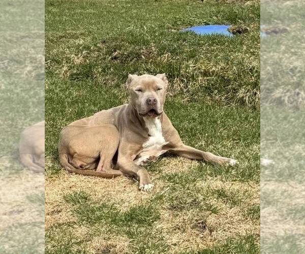 Medium Photo #18 Mutt Puppy For Sale in New York, NY, USA