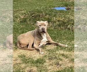 Priscilla (GA) a/k/a Prissy - Female Mutt Dog for Adoption - Photo #18