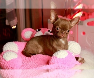 Chihuahua Puppy for sale in SAN JOSE, CA, USA