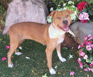 Mutt Dogs for adoption in Oklahoma City, OK, USA