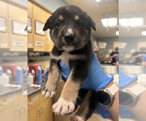 German Shepherd Dog Dogs for adoption in Riverside, CA, USA