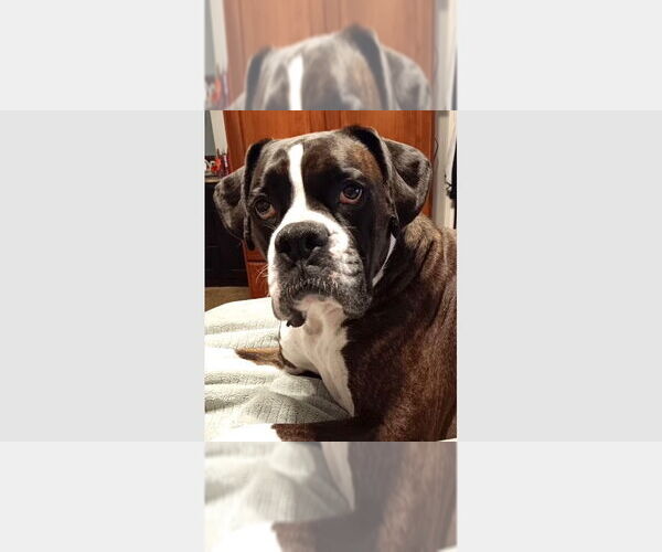 Medium Photo #3 Boxer Puppy For Sale in Austin, TX, USA