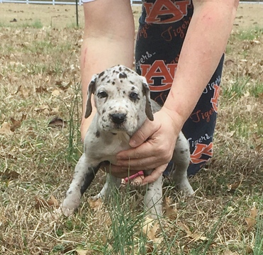Medium Photo #2 Great Dane Puppy For Sale in DECATUR, AL, USA