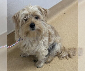 Mutt Dogs for adoption in Placerville, CA, USA