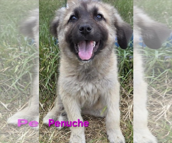 Medium Photo #13 Mutt Puppy For Sale in Minneapolis, MN, USA