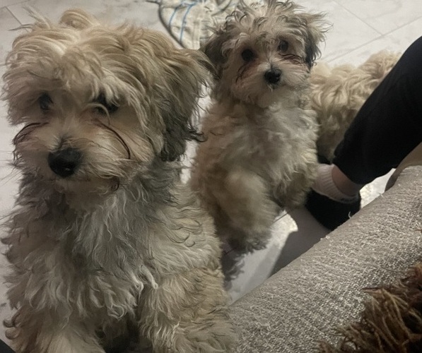 Medium Photo #23 Maltipoo (Miniature) Puppy For Sale in PALMDALE, CA, USA