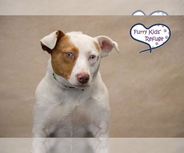 Medium Photo #3 Mutt Puppy For Sale in Lee's Summit, MO, USA