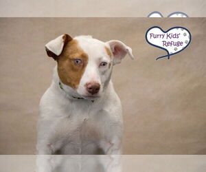 Summer - Female Mutt Dog for Adoption - Photo #3