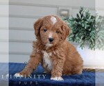 Small Goldendoodle (Miniature)