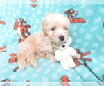 Small Photo #2 Maltipoo Puppy For Sale in HARTVILLE, MO, USA