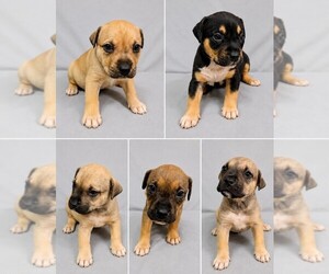 American Bully Puppy for sale in DAHLONEGA, GA, USA