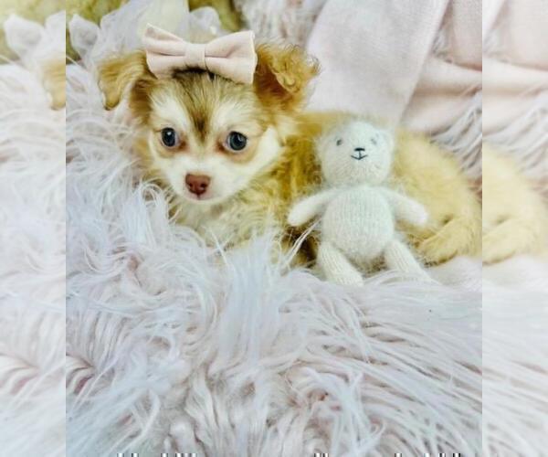 Medium Photo #15 Chihuahua Puppy For Sale in ORLANDO, FL, USA