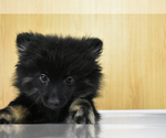 Small #2 Pomeranian