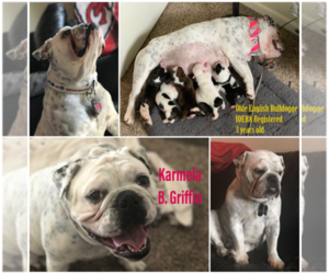Mother of the Olde English Bulldogge puppies born on 03/28/2019