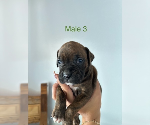 Medium Photo #13 Boxer Puppy For Sale in MORENO VALLEY, CA, USA