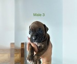 Small #12 Boxer