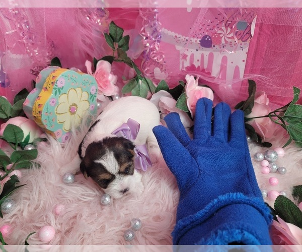 Medium Photo #2 Yorkshire Terrier Puppy For Sale in HARKER HEIGHTS, TX, USA