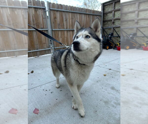 Medium Photo #2 - Mix Puppy For Sale in Muskegon, MI, USA
