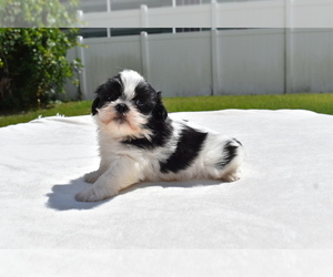 Shih Tzu Puppy for sale in PALM COAST, FL, USA