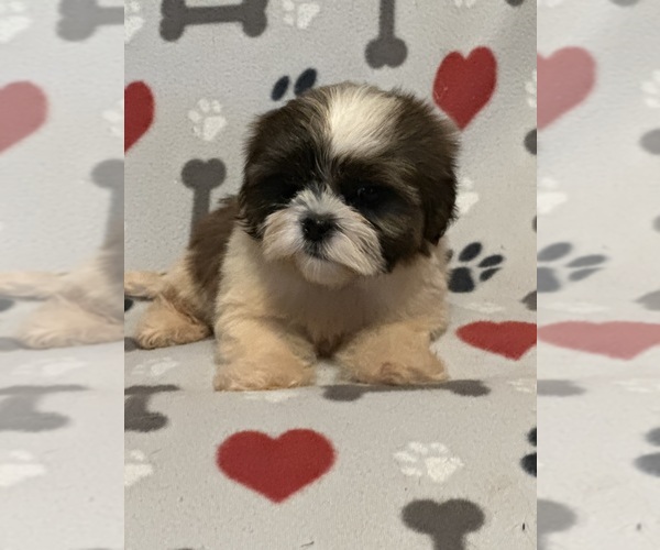 Medium Photo #2 Shih Tzu Puppy For Sale in LITHONIA, GA, USA