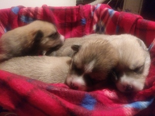 Poshies-Siberian Husky Mix Puppy for sale in LATROBE, PA, USA