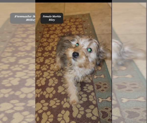 Medium Photo #2 Morkie Puppy For Sale in TUCSON, AZ, USA