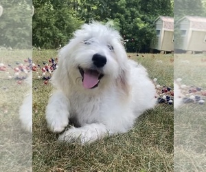 English Cream Golden Retriever-Poodle (Standard) Mix Puppy for sale in KING, NC, USA