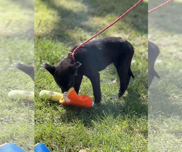 Medium Photo #3 Mutt Puppy For Sale in Yardley, PA, USA