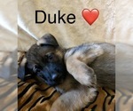Small Photo #3 German Shepherd Dog Puppy For Sale in HAMILTON, NJ, USA