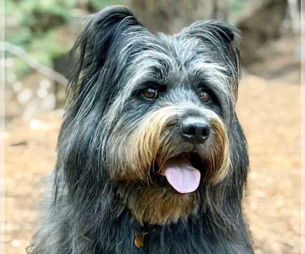 Medium Photo #1 Mutt Puppy For Sale in San Ramon, CA, USA