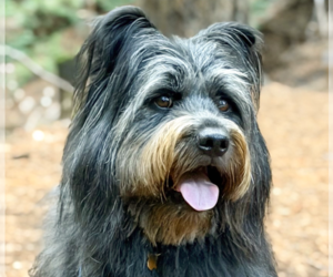 Mutt Dogs for adoption in San Ramon, CA, USA