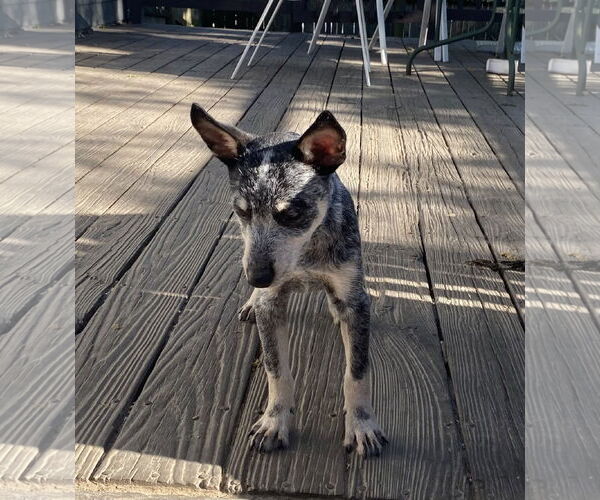 Medium Photo #2 Mutt Puppy For Sale in Garden City, NY, USA