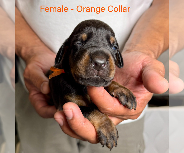 Medium Photo #6 Doberman Pinscher Puppy For Sale in LAKELAND, FL, USA