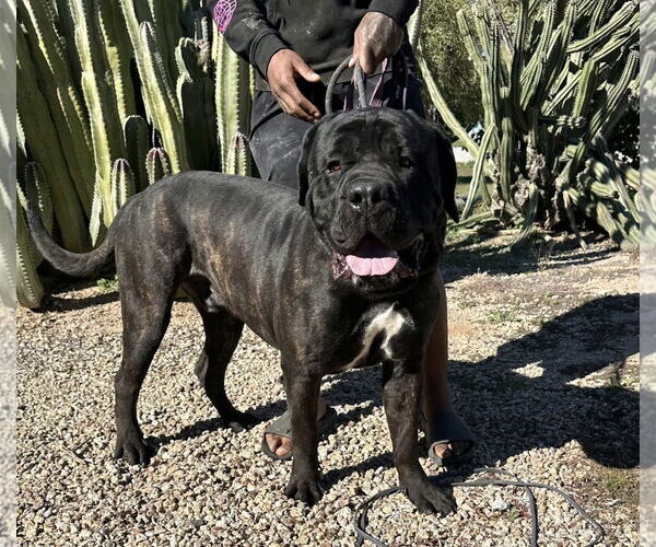 Medium Photo #3 Mastiff Puppy For Sale in Goodyear, AZ, USA