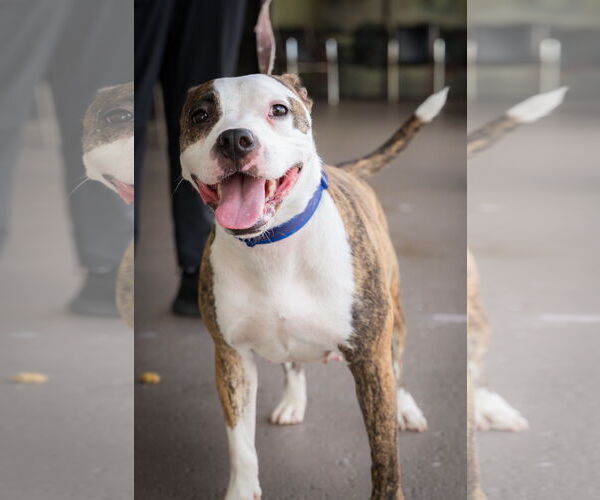 Medium Photo #2 Mutt Puppy For Sale in Royal Palm Beach, FL, USA