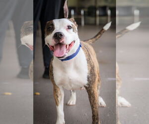 Petunia - Female Mutt Dog for Adoption - Photo #2