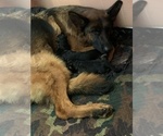 Small Photo #9 German Shepherd Dog Puppy For Sale in MERCED, CA, USA