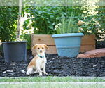 Small #1 Mutt