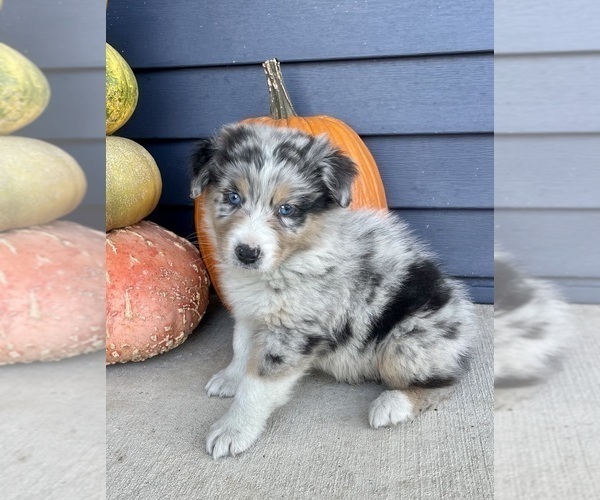 Medium Photo #4 Australian Shepherd Puppy For Sale in LODA, IL, USA