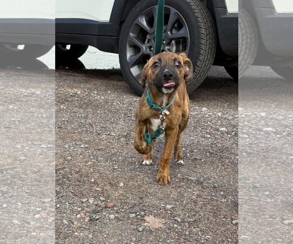 Medium Photo #5 Mutt Puppy For Sale in Duluth, MN, USA