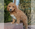 Small Photo #14 Cavapoo Puppy For Sale in CELINA, OH, USA