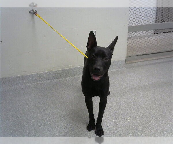Medium Photo #1 German Shepherd Dog-Unknown Mix Puppy For Sale in Pasadena, TX, USA