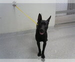 Small German Shepherd Dog Mix
