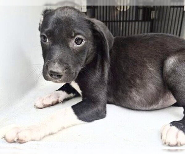 Medium Photo #1 Mutt Puppy For Sale in Houston, TX, USA