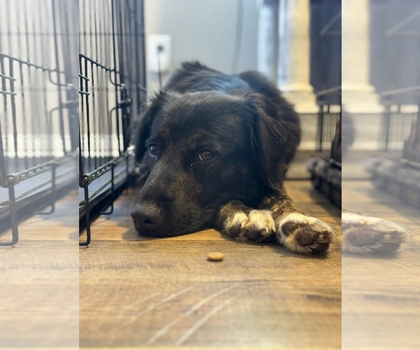 Medium Photo #3 Border Collie-Unknown Mix Puppy For Sale in Holly Springs, NC, USA