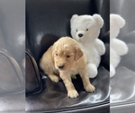 Small Photo #6 Golden Retriever Puppy For Sale in STAFFORD, VA, USA