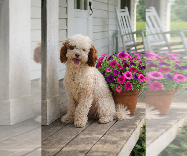 Medium Photo #1 Golden Cavadoodle Puppy For Sale in HAYDEN, AL, USA